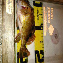 日本一のフィッシングホテルで激渋短時間釣行の巻